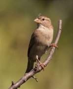 Femella de Pardal comú (Passer domesticus)