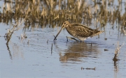 Becadell comú (Gallinago gallinago)