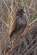 Aligot comú (Buteo buteo)