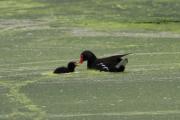 Polla d'aigua (Gallinula chloropus)