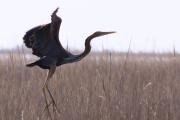 Agró roig 1 (Ardea purpurea)