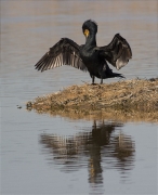 Corb marí gros (Phalacrocorax carbo)