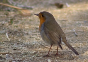 Pit roig (Erithacus rubecola)