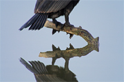 Corb Marí Gros (Phalacrocorax carbo)