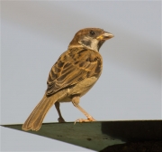 Pardal xarrec (Passer montanus)