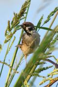 Pardal xarrec (Passer montanus)