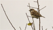 Mascle de Pardal comú (Passer domesticus)