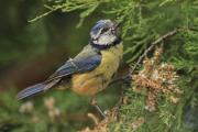 Mallerenga blava  1 (Parus caeruleus)