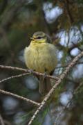 Mallerenga blava  2 (Parus caeruleus)