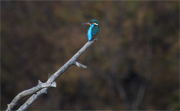 Blauet (Alcedo atthis)