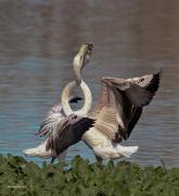 Hivernants al PNAE:Flamenc