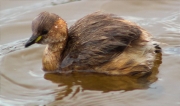 Cabusset (Tachybaptus ruficollis)