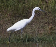 Martinet blanc (Egretta garzetta)