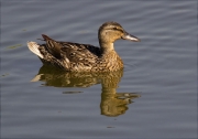 Ànec collverd (Anas platyrhynchos)