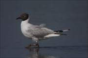 Gavina vulgar (Larus ridibundus)