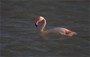 Flamenc (Phoenicopterus ruber)