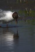 Gavina vulgar (Larus ridibundus)