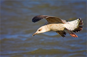 (Larus argentatus)????