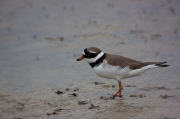 Corriol gros (Charadrius hiaticula)