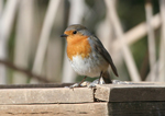 Pit-roig  Erithacus rubecula