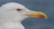 Gavia argentat  (Larus michahellis)