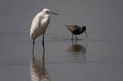 Gamba roja pintada (Tringa erythropus)Martinet blanc ( Egretta garzetta)