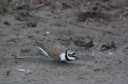 Corriol petit (Charadrius dubius)