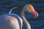 Flamenc (Phoenicopterus ruber)