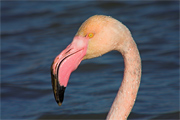 Flamenc (Phoenicopterus ruber)