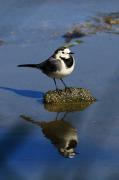 Cuereta blanca vulgar (Motacilla alba)