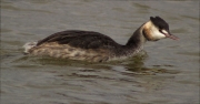 Cabussó emplomallat (Podiceps cristatus)