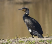 Corb marí gros (Phalacrocorax carbo)