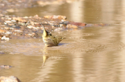 Mosquitero común