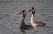 Cabusso emplomallat (Podiceps cristatus)