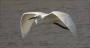 Martinet blanc (Egretta garzetta)