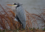 Bernat pescaire (Ardea cinerea)