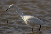 Martinet blanc (Egretta garzetta)