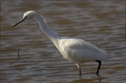 Martinet blanc (Egretta garzetta)