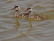 Juvenils de Cabussó emplomallat (Podiceps cristatus)n