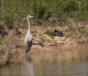 Bernat pescaire (Ardea cinerea)