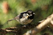 Mallerenga petita (Parus ater)