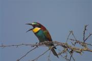 Abellerol (Merops apiaster)