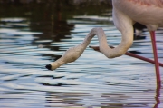 Flamenc (Phoenicopterus ruber)