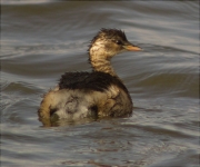 Cabusset (Tachybaptus ruficollis)