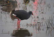 Polla blava ( Porphyrio porphyrio)