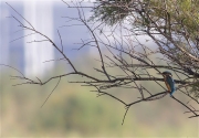 Blauet (Alcedo atthis)