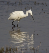 Martinet blanc (Egretta garzetta)