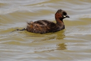 Cabusset (Tachybaptus ruficollis)