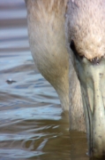 Flamenc (Phoenicopterus ruber)