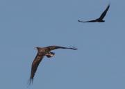 Aguila marina empaitada per corb (Haliaetus albicilla)